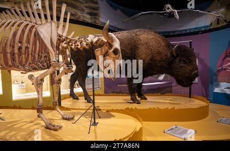 Das Charleston Museum, Amerikas erstes Museum in Charleston South Carolina Stockfoto