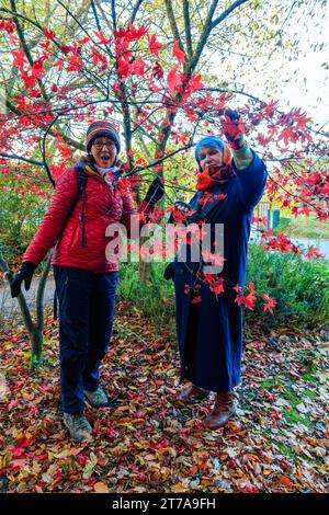 2 Seniorinnen über 60 bewundern das wunderschöne Herbstlaub des japanischen Roten Ahornbaums im Hermitage Park, Helensburgh, Argylle und Bute, Schottland Stockfoto