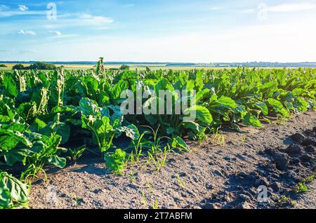 Grüne Blätter von Rüben, die auf dem Feld gepflanzt wurden. Zuckerrüben Stockfoto