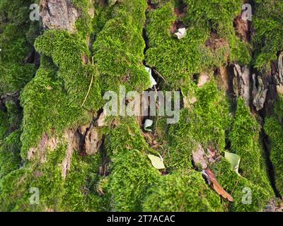 Moos auf einem Baumstamm Stockfoto