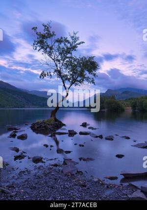 Der berühmte einsame Baum, umgeben von den ruhigen Gewässern von Llyn Padarn, mit den Hügeln von Snowdonia im Hintergrund und Absplitterungen von walisischem Schiefer davor Stockfoto