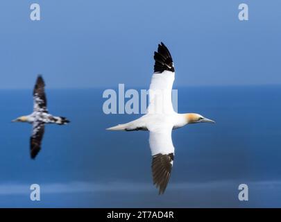 Ein erwachsener Gannet fliegt entlang der Klippe, während er den Wind misst, bevor er sich dem Nest nähert. Stockfoto