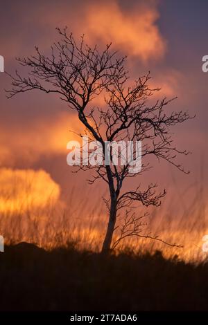 Einsamer Baum bei Sonnenuntergang in den schottischen Highlands Stockfoto