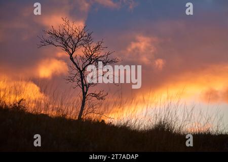 Einsamer Baum bei Sonnenuntergang in den schottischen Highlands Stockfoto