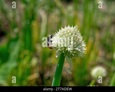 Zwiebelsamen auf einer Pflanze im Garten, im Sommer Stockfoto