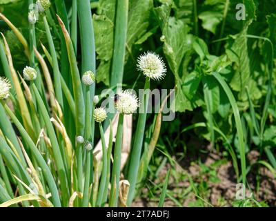 Zwiebelsamen auf einer Pflanze im Garten, im Sommer Stockfoto