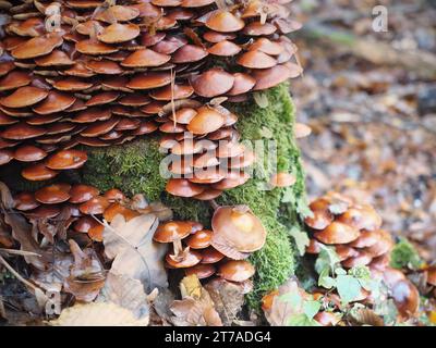 Samtfußpilz (Flammulina velutipes, Physalacriaceae) Stockfoto