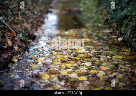 Eine kleine Bach beim Spaziergang durch eine Herbstlandschaft mit Blättern im November Stockfoto