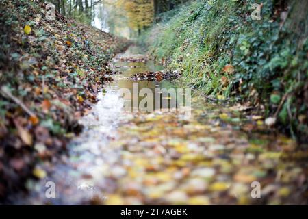 Eine kleine Bach beim Spaziergang durch eine Herbstlandschaft mit Blättern im November Stockfoto