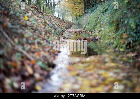 Eine kleine Bach beim Spaziergang durch eine Herbstlandschaft mit Blättern im November Stockfoto