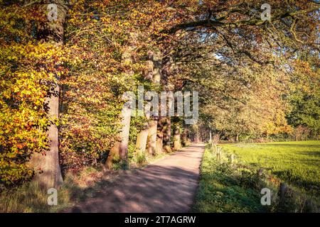 Alte Buchen entlang des Wanderweges im belgischen Wald. Stockfoto