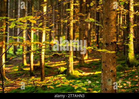 Goldene Sonne durch den herbstlichen grünen Wald, november. Stockfoto