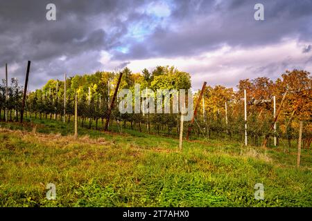 Kirschgarten, buntes Laub auf einem Baum auf dem Hintergrund im sonnigen Herbsttag vor dem Sturm. Tschechisches Paradies in der Nähe des Hügels Kozakov, Tschechische republik. Stockfoto