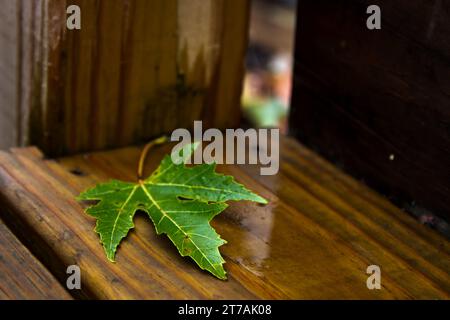 Grünes Ahornblatt auf Holzdeck. Stockfoto