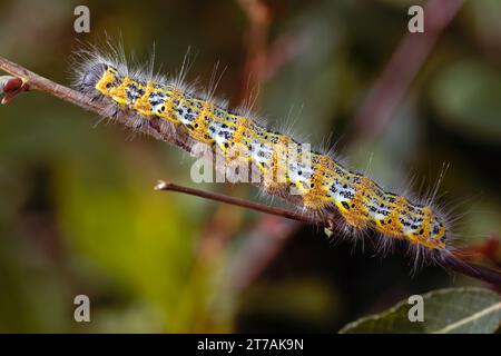 Gelb-schwarz behaarte raupe krabbelt an einem Ast, an einem sonnigen Tag. Horizontaler und Kopierbereich Stockfoto