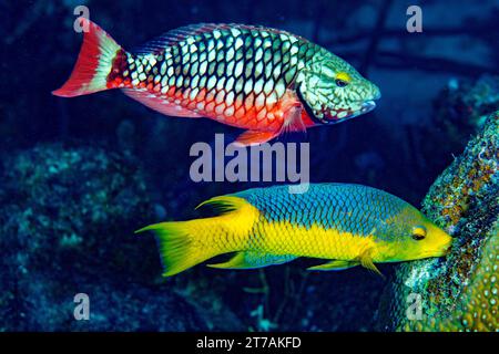 Ampel Papageienfische am Riff in Bonaire Stockfoto