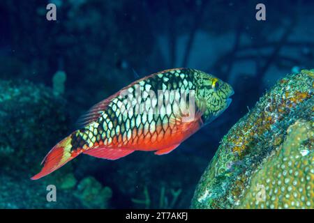 Ampel Papageienfische am Riff in Bonaire Stockfoto