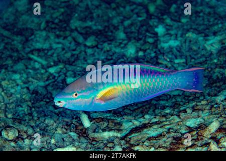 Ampel Papageienfische am Riff in Bonaire Stockfoto