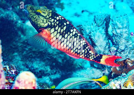 Ampel Papageienfische am Riff in Bonaire Stockfoto