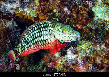 Ampel Papageienfische am Riff in Bonaire Stockfoto