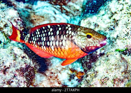 Ampel Papageienfische am Riff in Bonaire Stockfoto