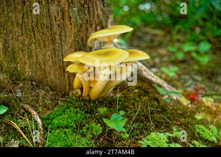 Ein Klumpen von gelben Regenschirmpilzen, die an einem Baumstumpf dicht zusammen wachsen, umgeben von Moosen auf dem Waldboden aus der Nähe Stockfoto