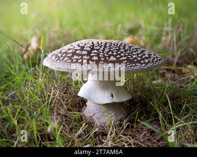 Panther Cap Pilz in einer Wiese Stockfoto
