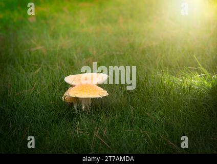 Wilde Pilze wachsen in dickem Gras mit Sonnenschein im Hintergrund. Stockfoto