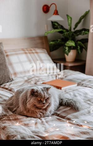 Eine flauschige graue britische Longhair-Katze, die sich auf dem Bett im Schlafzimmer, im Herbst oder Winter entspannen kann. Gemütliches Schlafzimmerkonzept Stockfoto