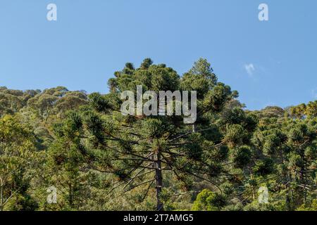 Baum bekannt als araucaria Outdoor in Rio de Janeiro, Brasilien. Stockfoto