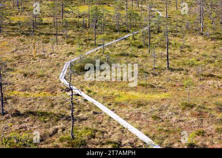 Malerische Holzpromenade, ein Wanderweg im Viru Moor an einem schönen sonnigen Sommertag Estland, Europa Stockfoto