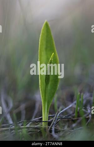 Ophioglossum vulgatum, allgemein bekannt als Adderzunge, Adderstongue oder Adderstongue Farn, Wildpflanze aus Finnland Stockfoto