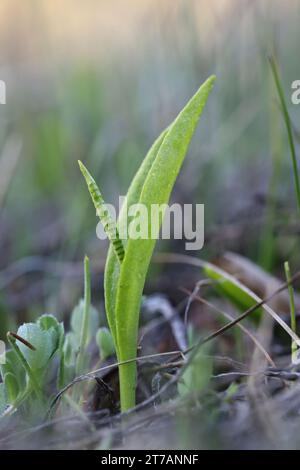 Ophioglossum vulgatum, allgemein bekannt als Adderzunge, Adderstongue oder Adderstongue Farn, Wildpflanze aus Finnland Stockfoto