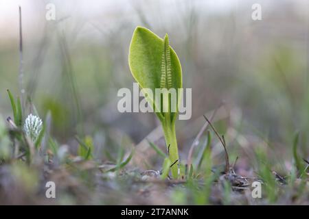 Ophioglossum vulgatum, allgemein bekannt als Adderzunge, Adderstongue oder Adderstongue Farn, Wildpflanze aus Finnland Stockfoto