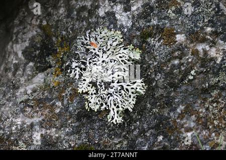 Hypogymnia vittata, eine Mönchsflechte, die auf der Felsoberfläche in Finnland wächst, kein gebräuchlicher englischer Name Stockfoto