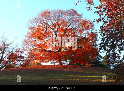 Ahornbaum prächtig mit roten Blättern im Herbst Stockfoto