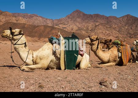 Eine Kamelkarawane ruht in der Wüste vor dem Hintergrund hoher Berge. Ägypten Stockfoto