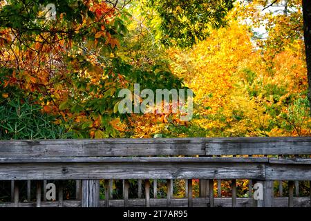 Alte hölzerne Fußgängerbrücke über einen kleinen Bach mit wunderschönen Herbstfarben auf der Landschaft in North Carolina Stockfoto