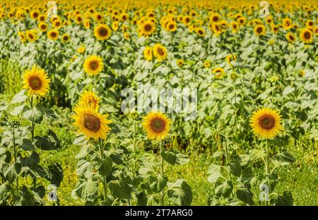 Helianthus (Sonnenblume) ist eine Pflanzengattung mit etwa 52 Arten aus der Familie der Asteraceae, die alle in Nordamerika beheimatet sind Stockfoto