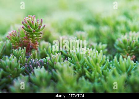 Sedum (Steinpilz Spanisch) aus nächster Nähe in einem Sommer Stadtpark. Stockfoto