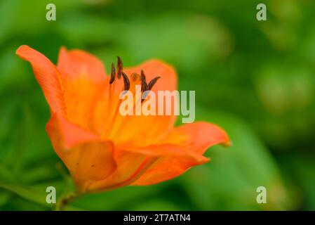 Wunderschöne orangene Lilie im sommergrünen Garten. Stockfoto