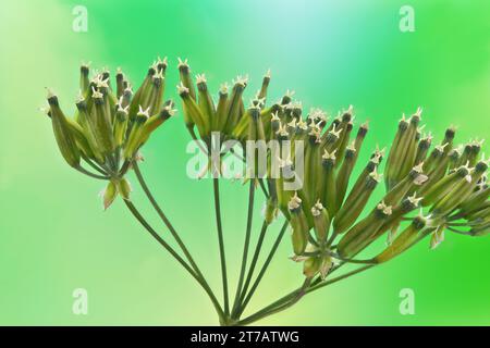 Anthriscus sylvestris, auch bekannt als Kuh-Petersilie, wilder Kerbel, wilde SchnabelPetersilie, keck oder Königin Anne's Spitze, ist eine krautige Biennale oder kurzlebige pe Stockfoto
