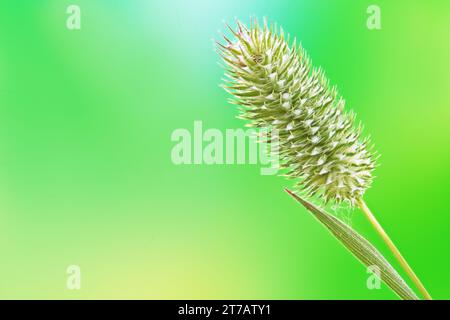 Getreidepflanzen auf der grünen Sommerwiese. Stockfoto