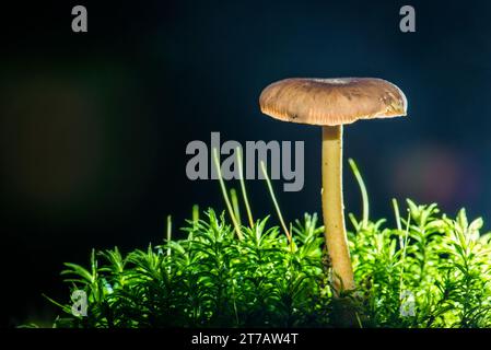 Toadstools auf Moosstumpf. Stockfoto