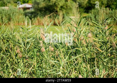 Schilf im Sommer Stadtteich. Stockfoto