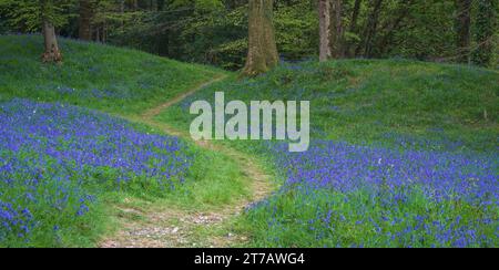 Glockenblumen im alten Waldgebiet des englischen Erbes Blackbury Camp, Colyton, Devon, England, Großbritannien Stockfoto