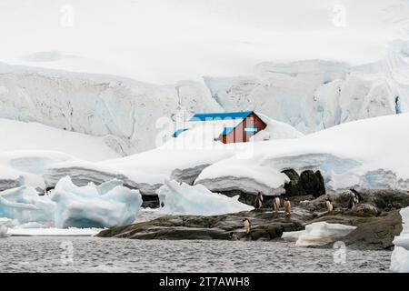 Gentoo Pinguine (Pygoscelis papua), Almirante Brown argentinische Forschungsbasis, Paradise Bay, Antarktis. Stockfoto