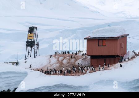 Gentoo Pinguine (Pygoscelis papua), Almirante Brown argentinische Forschungsbasis, Paradise Bay, Antarktis. Stockfoto