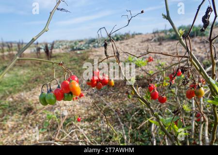 Woody Nachtschatten / Bittersüß (Solanum dulcamara) mit Reifen Beeren wachsen auf der Landseite des Chesil Strandes an einer kleinen Lagune, Dorset, Großbritannien, Oktob Stockfoto