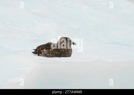 Braunskua (Stercorarius lonnbergi) auf Eis, Paradise Bay, Antarktis. Stockfoto